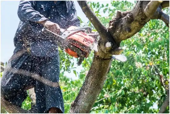 tree services Kalama